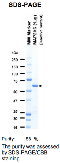 MAP2K6-inactive激酶蛋白